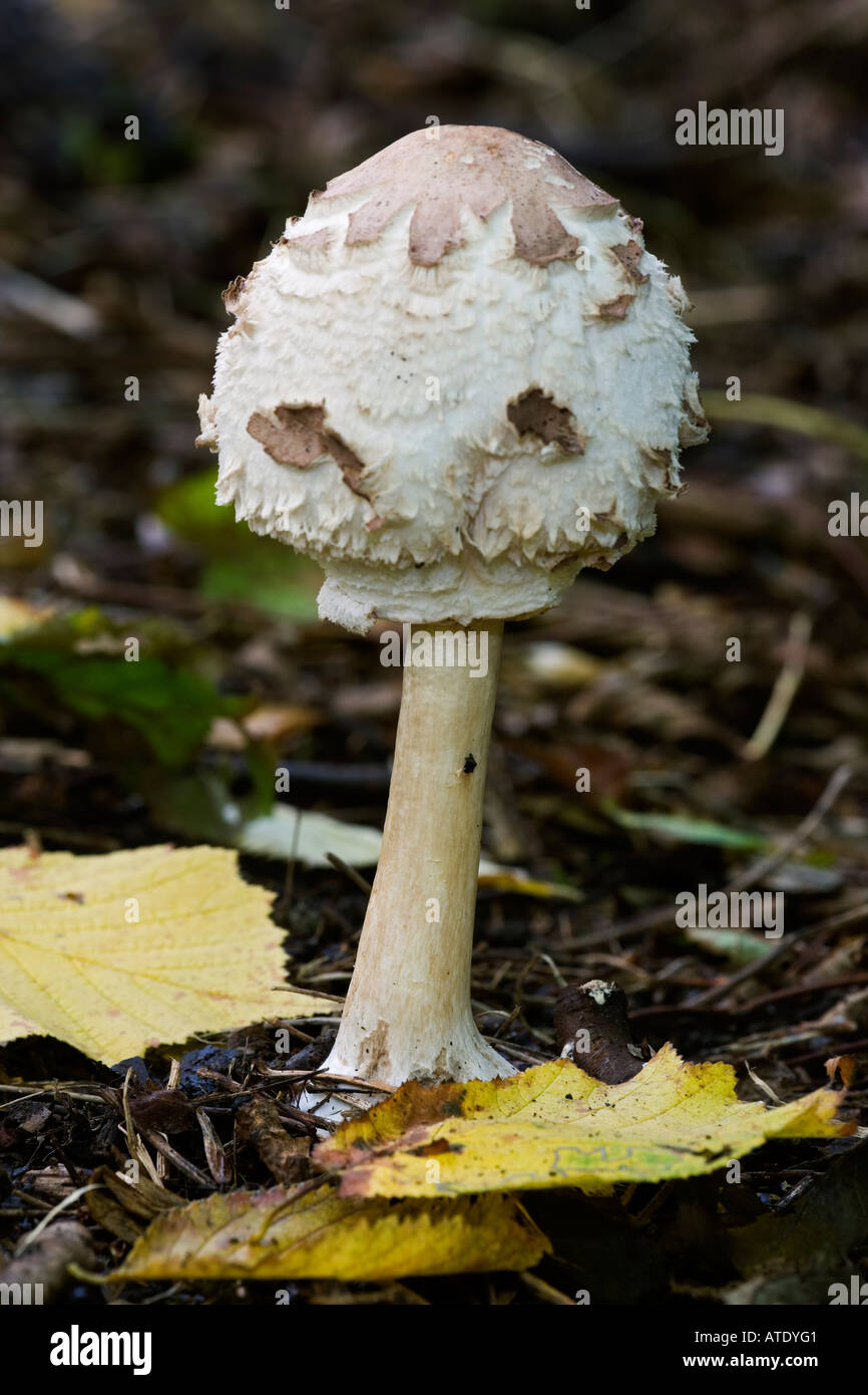 The Parasol Mushroom Macrolepiota procera growing in woodland at therfield Hertfordshire Stock Photo