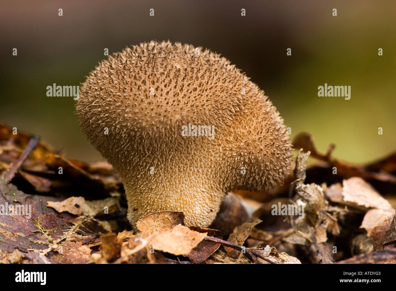 Lycoperdon foetidum growing in oak woodland with nice out of focus background kings wood heath and reach Stock Photo