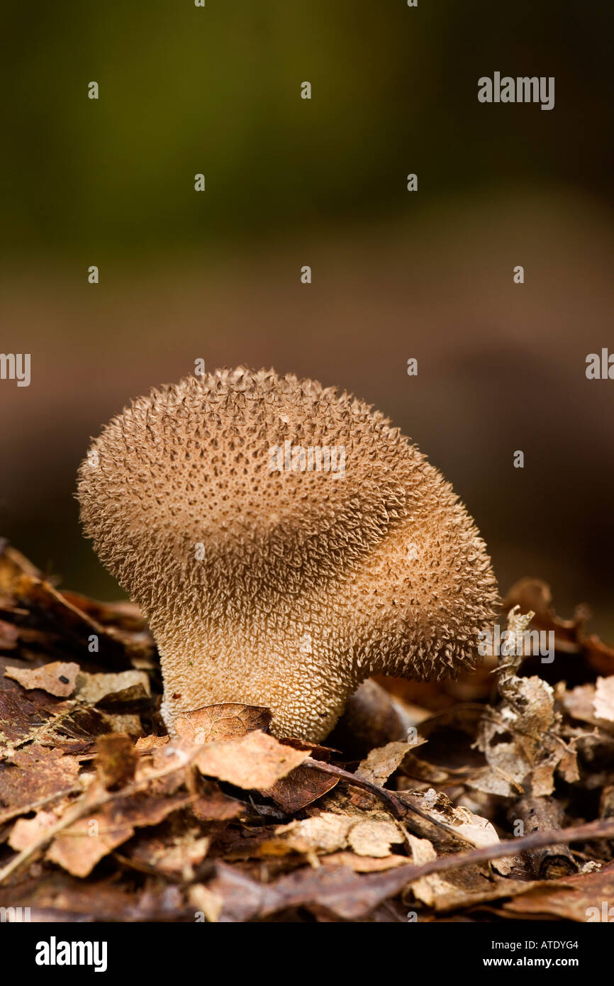 Lycoperdon foetidum growing in oak woodland kings wood heath and reach with nice out of focus background Stock Photo