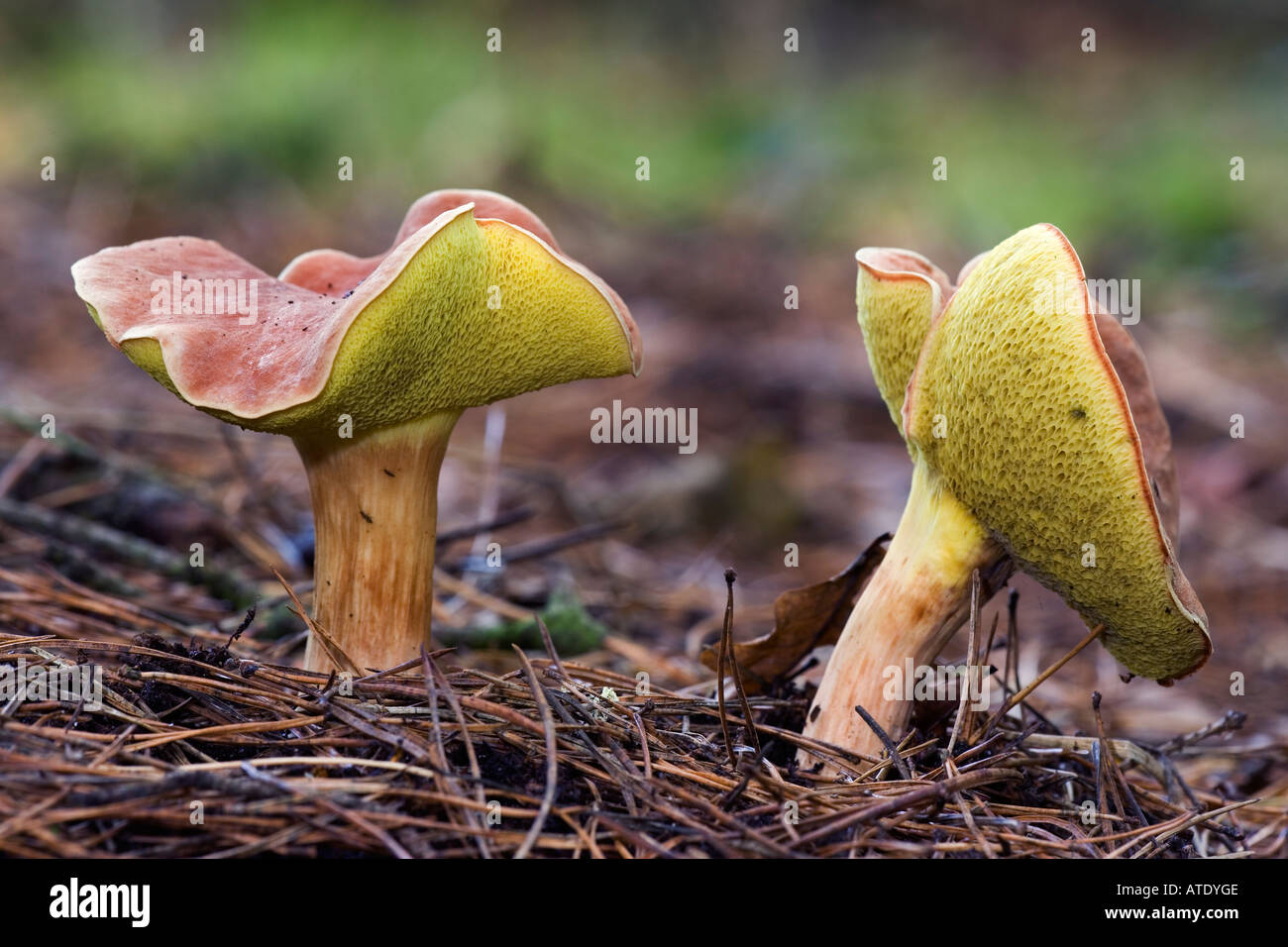 Gamlingay woods hires stock photography and images Alamy