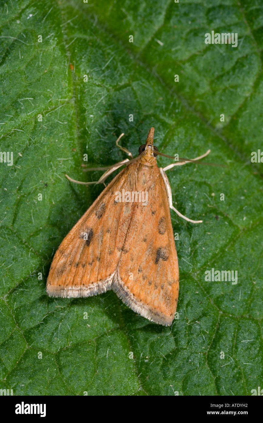 Udea Ferrugalis At Rest On Leaf Showing Markings And Detail Potton Bedfordshire Stock Photo Alamy