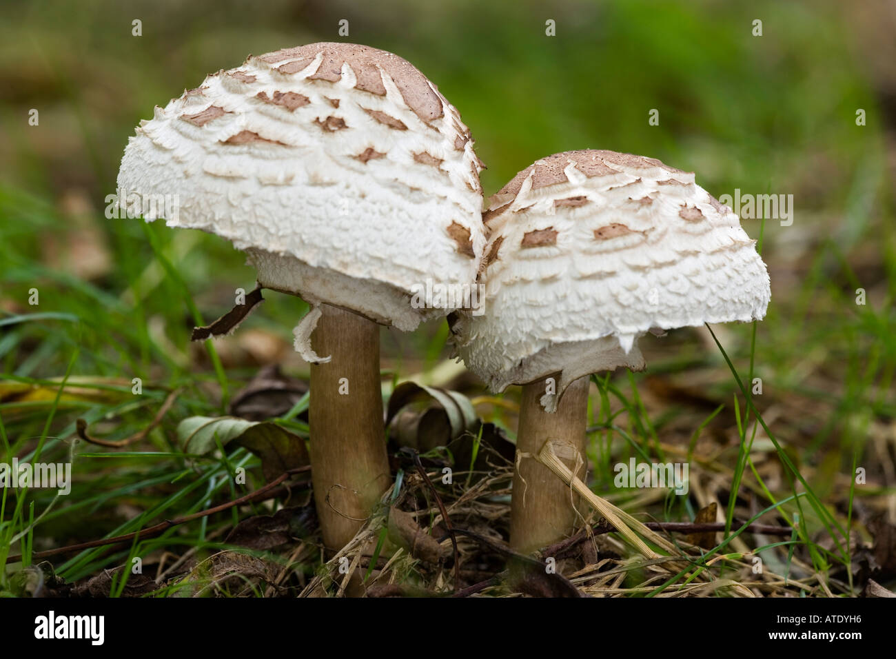 Macrolepiota procera The Parasol Mushroom growing in woods at Therfield Cambridgeshire Stock Photo