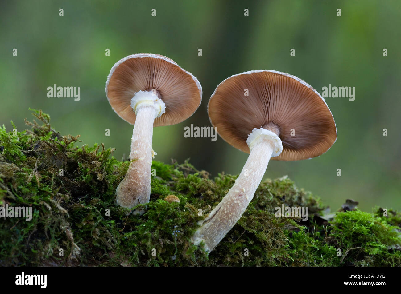 Armillaria gallica A lutea A bulbosa growing on log with nice out of focus background chicksands wood bedfordshire Stock Photo