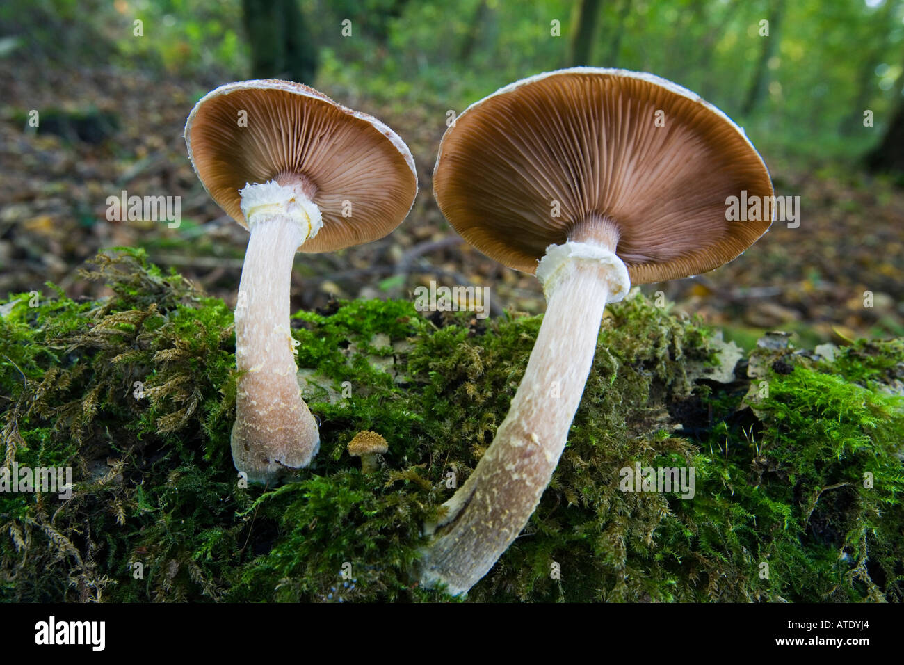 Armillaria gallica A lutea A bulbosa growing on log chicksands wood bedfordshire Stock Photo