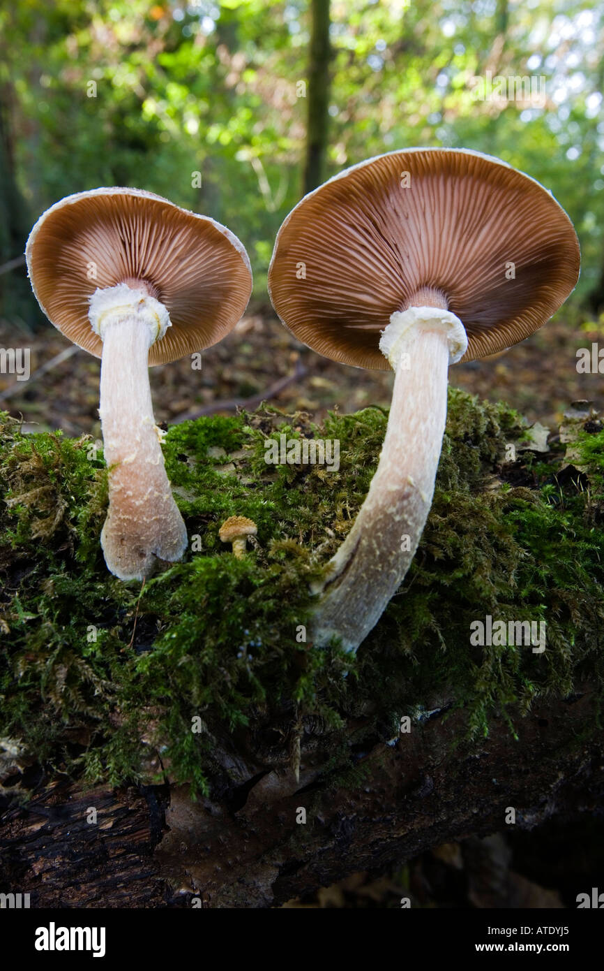 Armillaria gallica A lutea A bulbosa growing on log chicksands wood bedfordshire Stock Photo