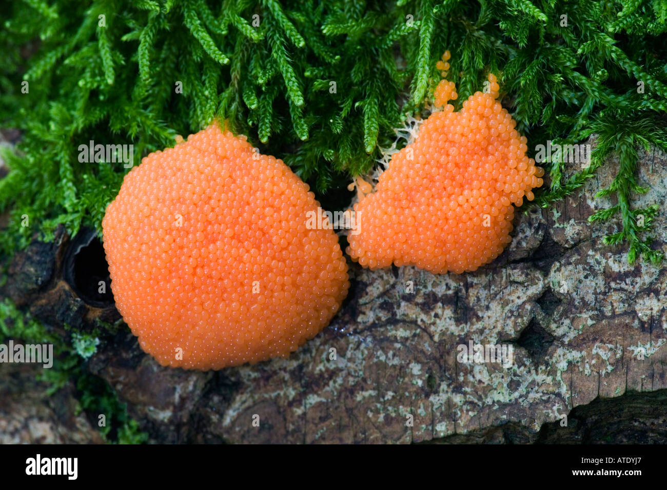 Slime mould Tubifera ferruginosa growing on fallen branch Chicksands wood Bedfordshire Stock Photo