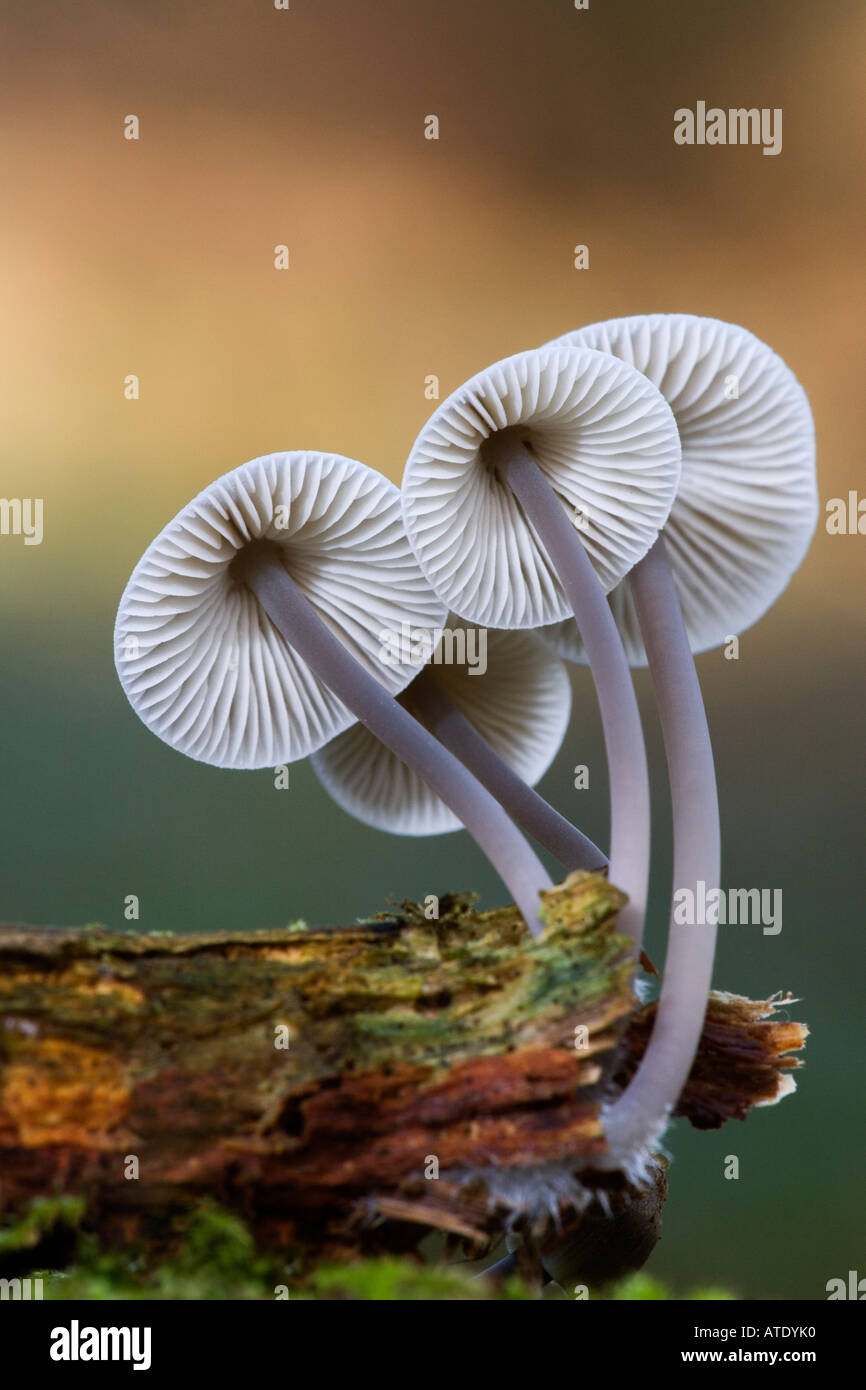 Nice group of mycena growing from side of log campton woods with nice out of focus background bedfordshire Stock Photo