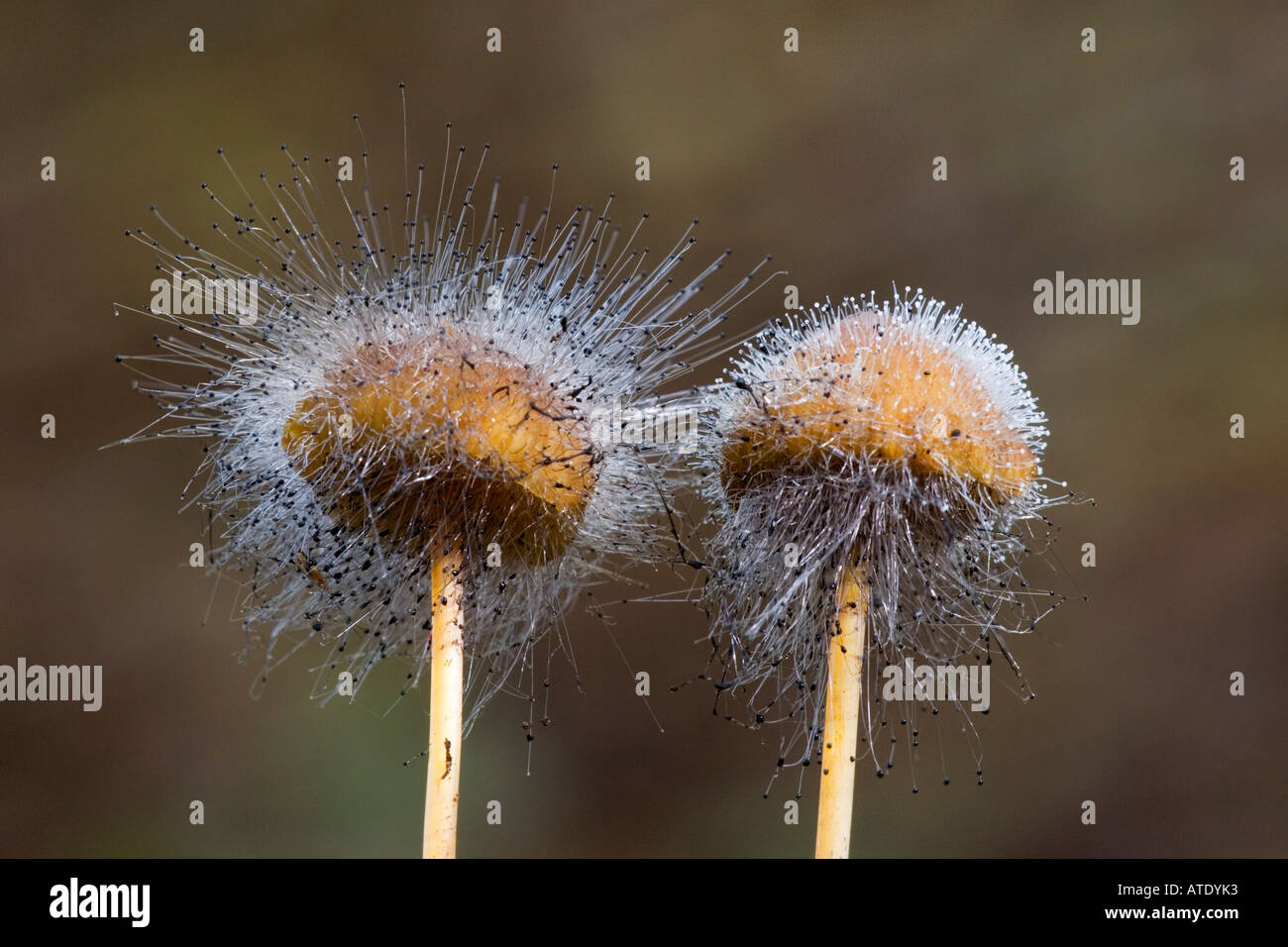 Bonnet Mould Spinellus fusiger growing on mycena fungi campton woods  bedfordshire with nice out of focus background Stock Photo - Alamy