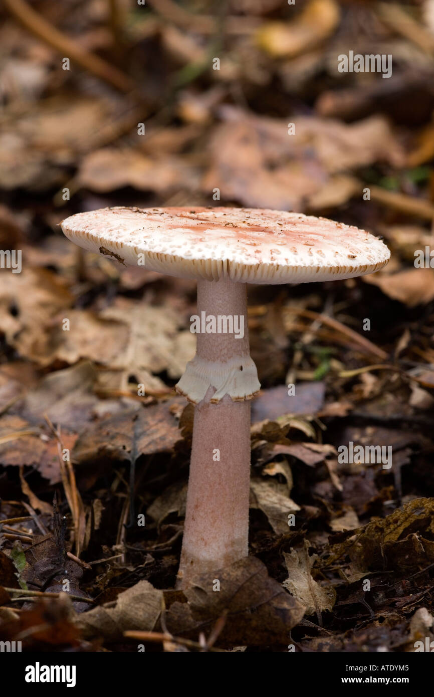 The Blusher Amanita rubescens in Kings wood Heath and Reach Bedfordshire Stock Photo