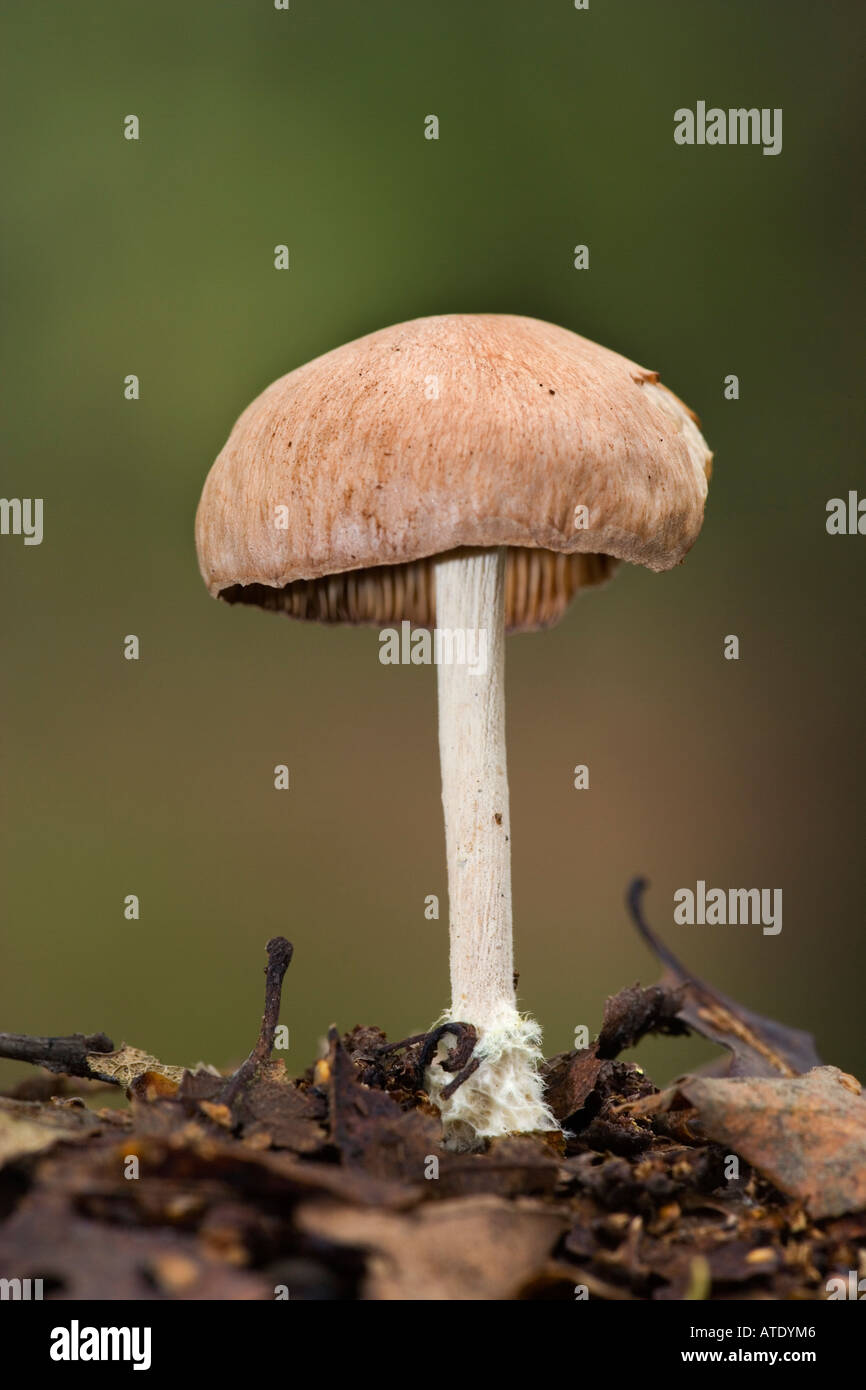 Wood Woolly Foot Collybia peronata in Kings wood Heath and Reach Bedfordshire with nice out of focus background Stock Photo