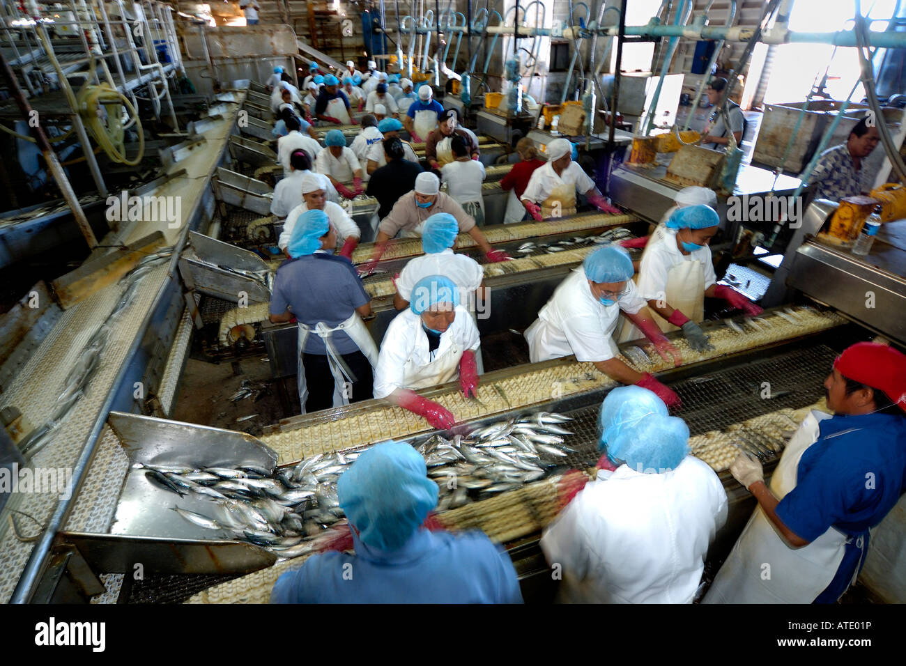 Sardine processing plant Mexico Stock Photo Alamy