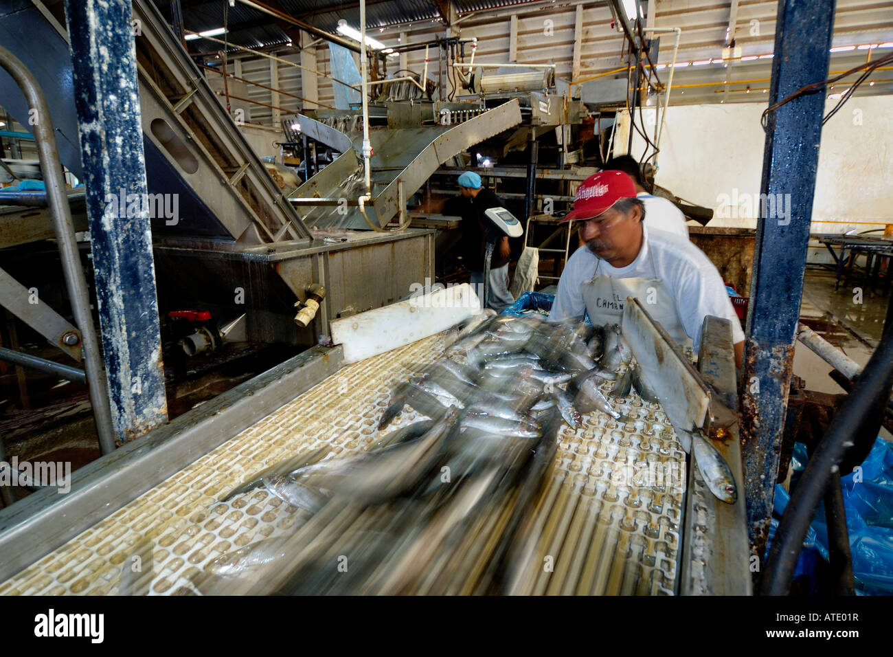 Sardine processing plant Mexico Stock Photo Alamy
