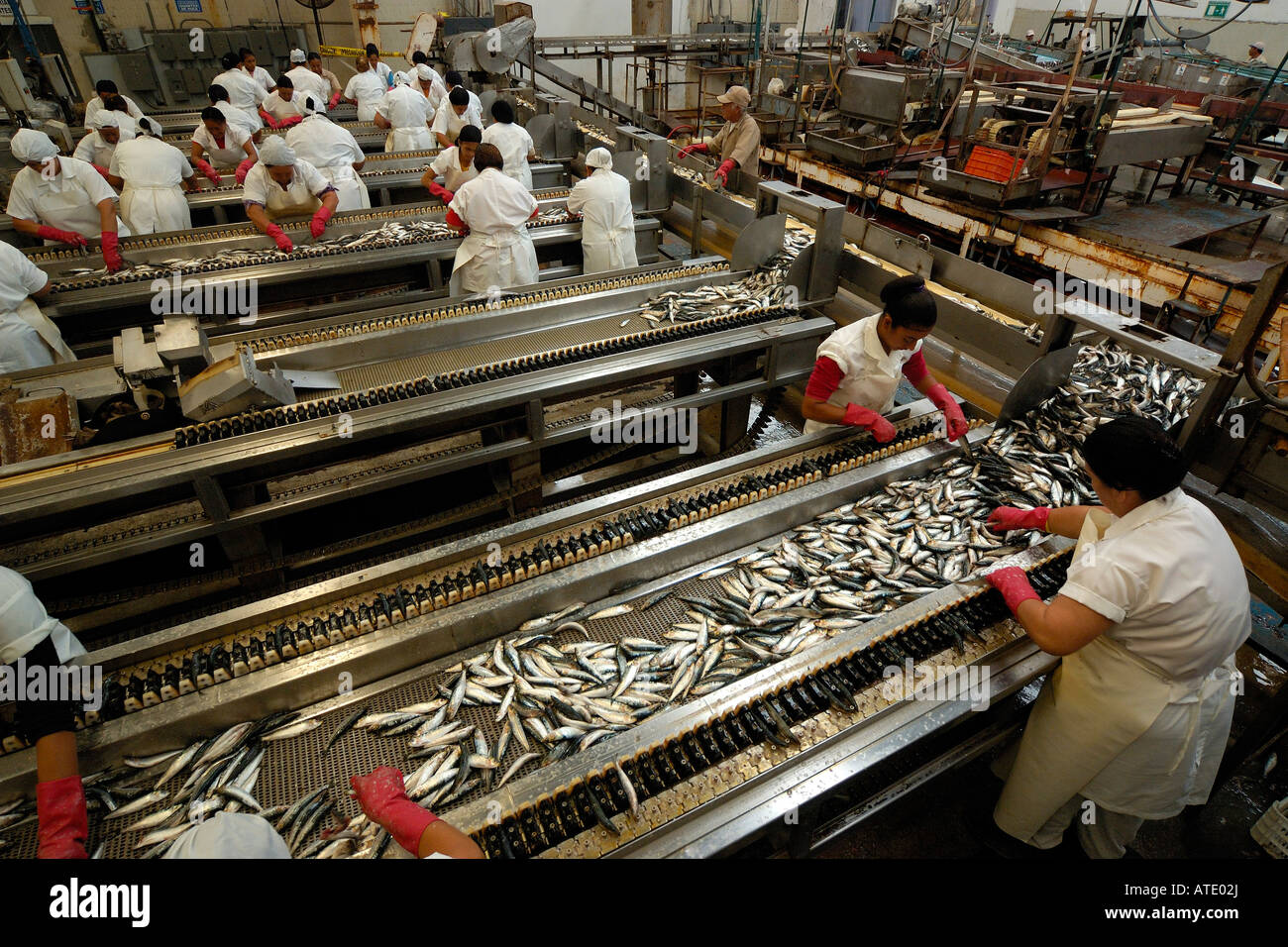 Sardine processing plant Mexico Stock Photo Alamy