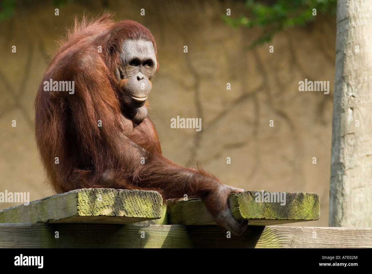 A female Bornean Orangutan sitting on a jungle gym at the Houston Zoo, Houston, Texas, USA Stock Photo