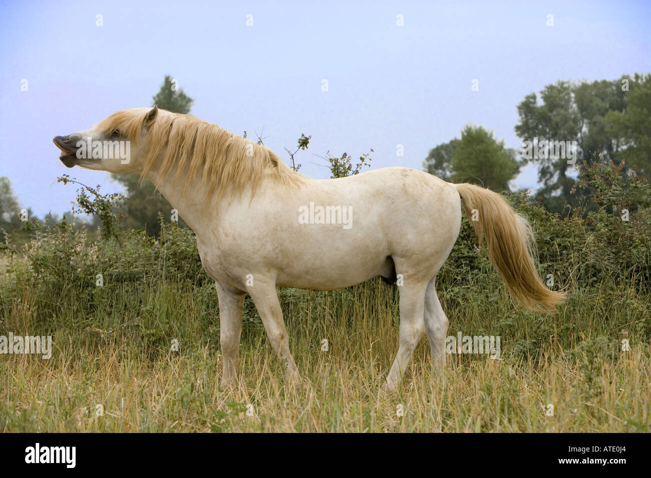 White horse of the Camargue, Provence, France.  Stallion Stock Photo