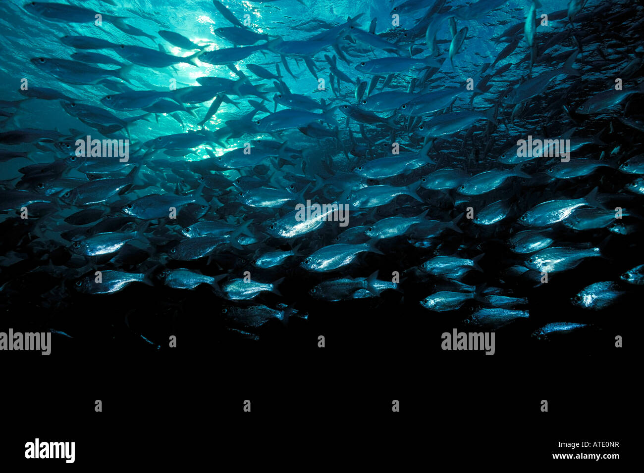 Flagtail fish hi-res stock photography and images - Alamy