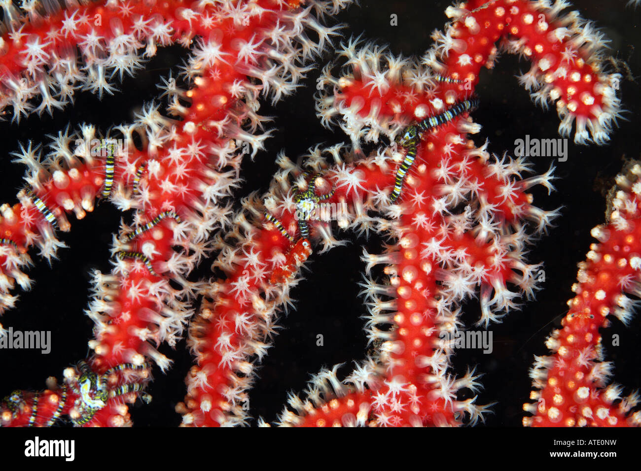 Brittle Stars in Sea Fan Ophiuroidea Bali Indonesia Stock Photo Alamy