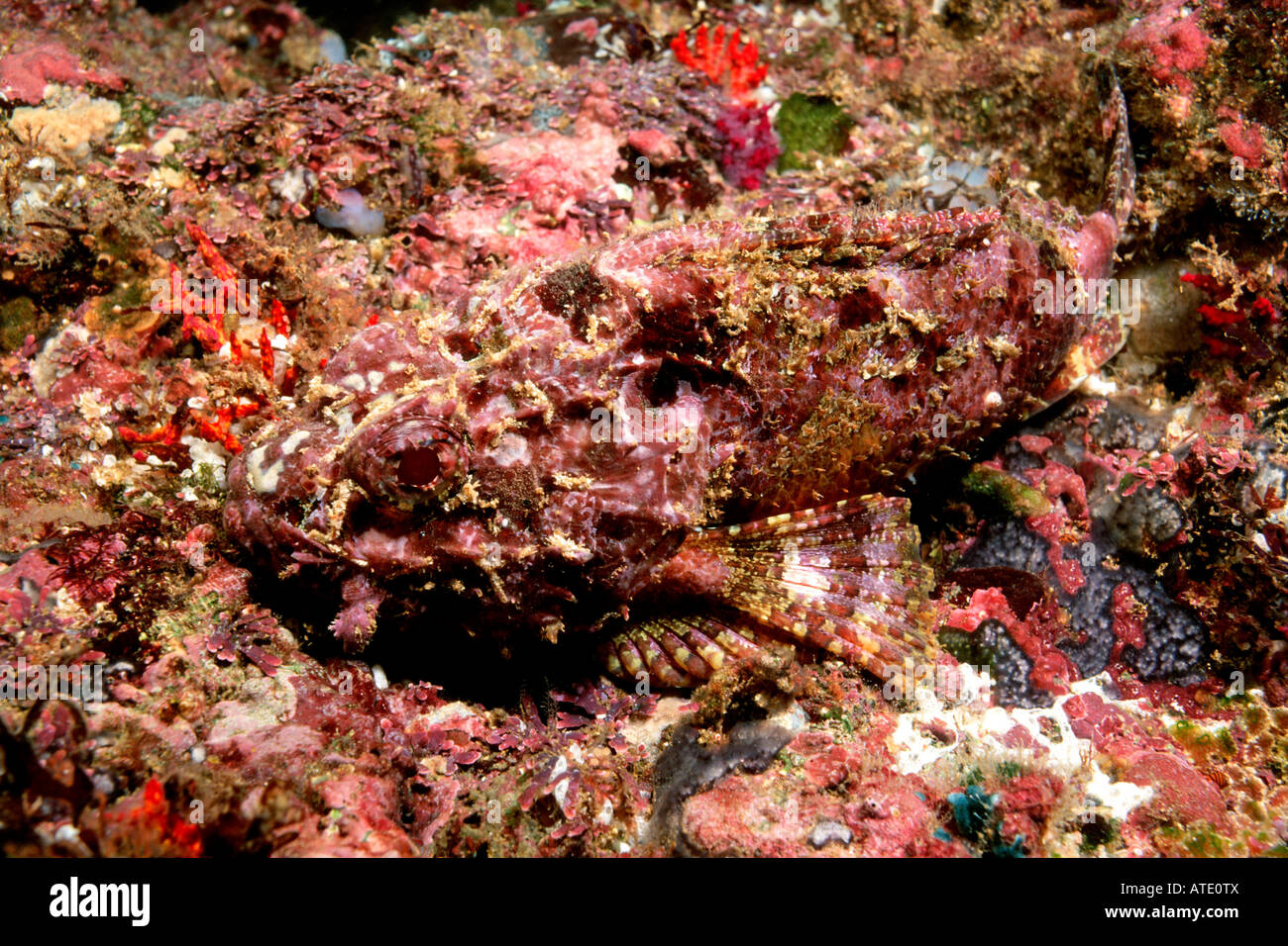 Spotted scorpionfish Scorpaena plumieri lie on the bottom blending in perfectly with the background Mexico Stock Photo