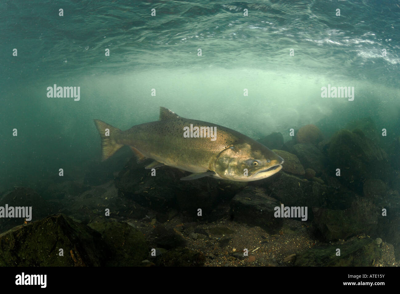 Chinook or King Salmon Oncorhynchus tshawytscha Rogue River Oregon Stock Photo