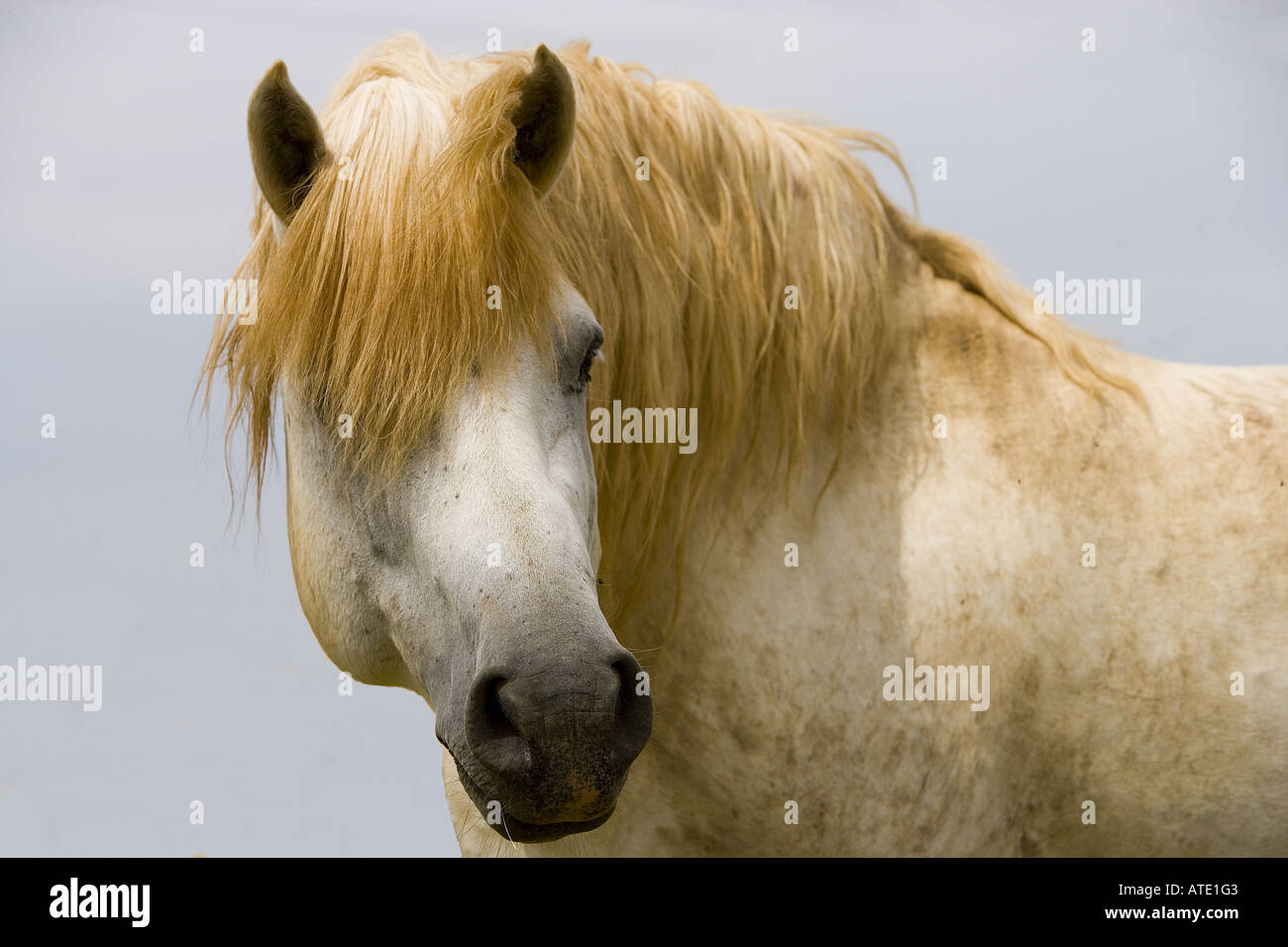 White horse of the Camargue, Provence, France Stock Photo