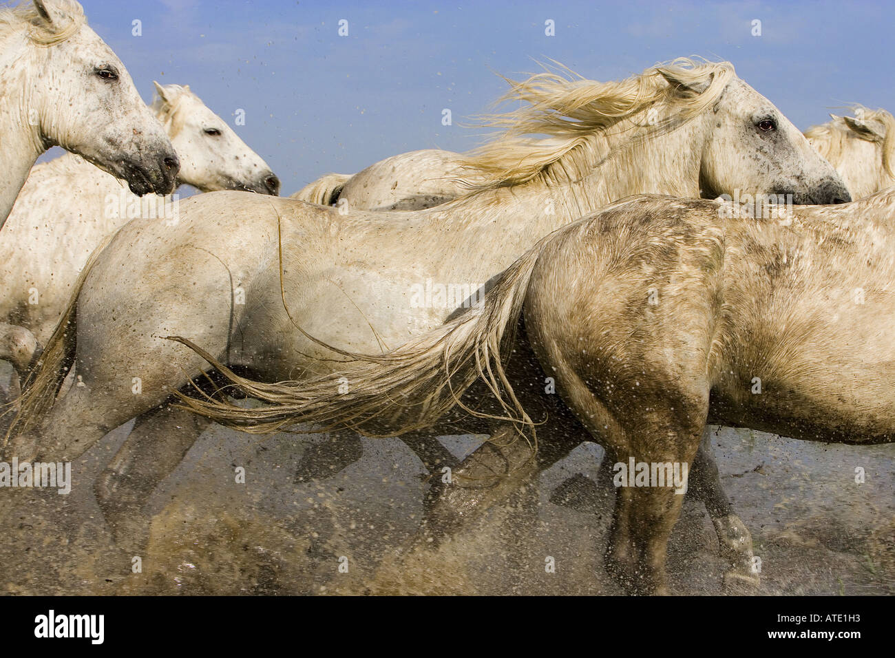 White horses of the Camargue, Provence, France Stock Photo