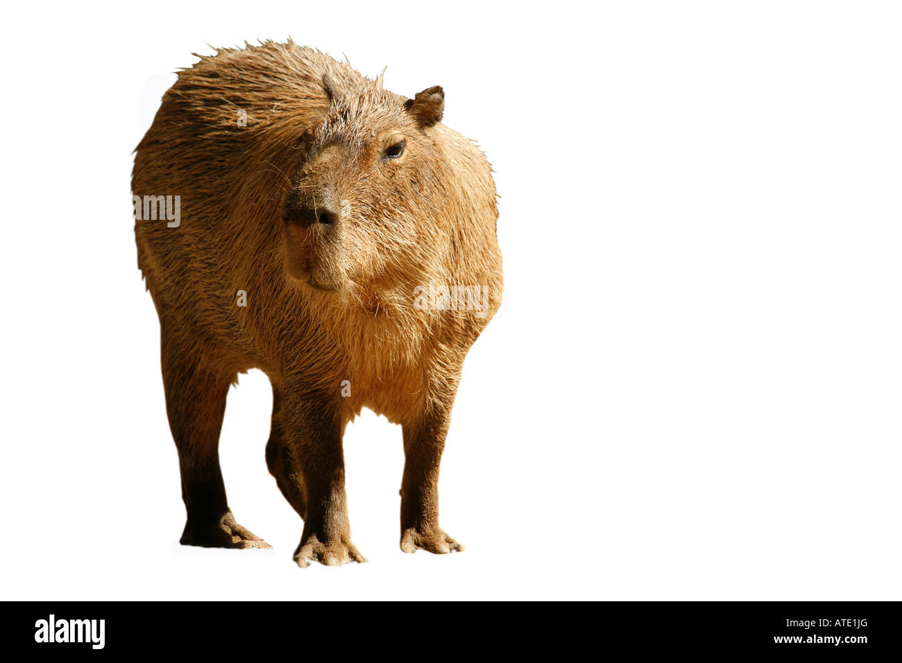 Capybara Cut Out Stock Images & Pictures Alamy