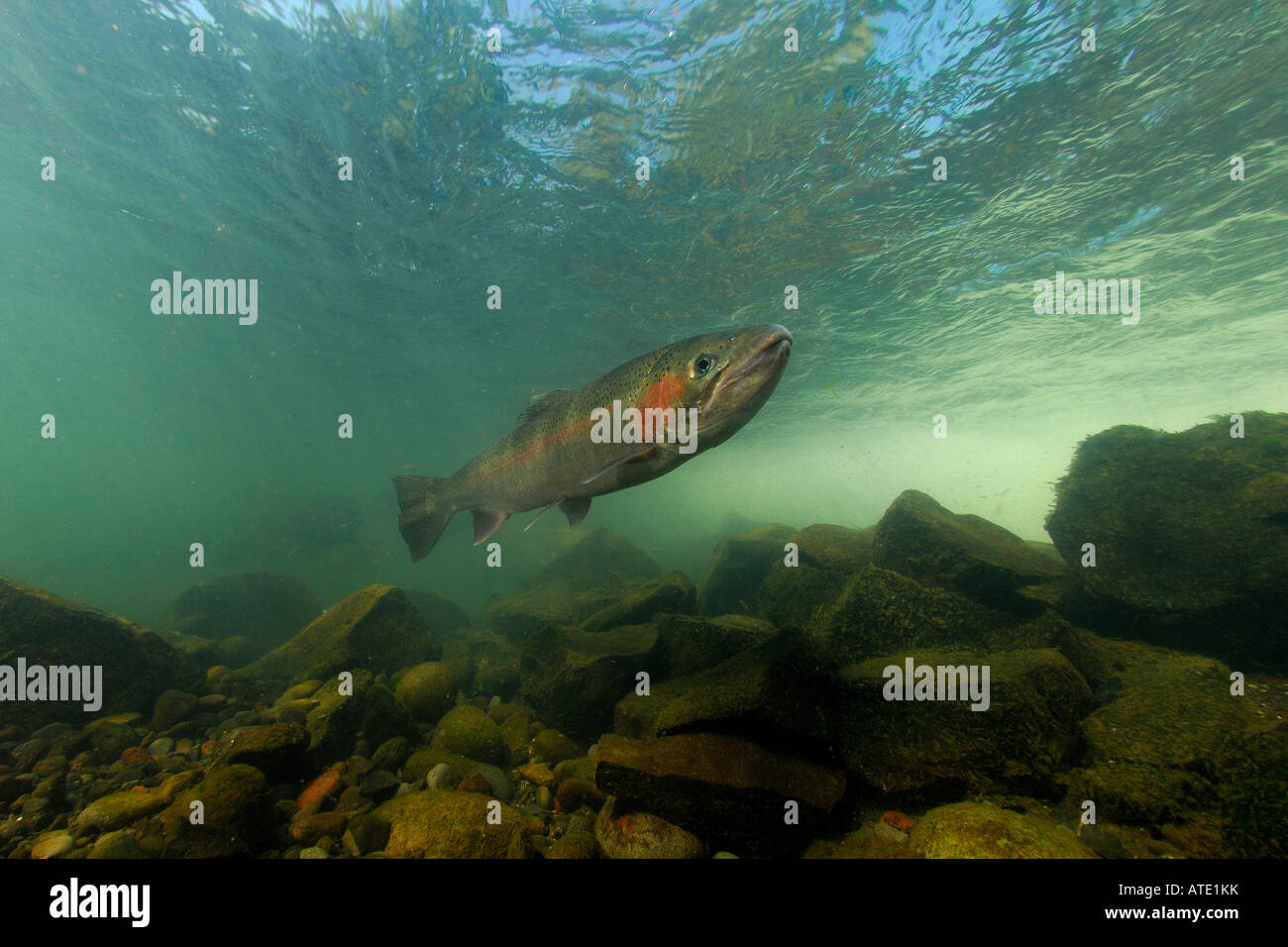 Steelhead Oncorhynchus mykiss Rogue River Oregon Stock Photo