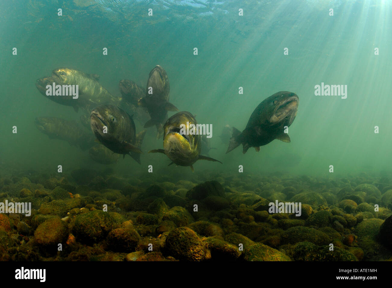 Chinook or King Salmon Oncorhynchus tshawytscha Rogue River Oregon Stock Photo