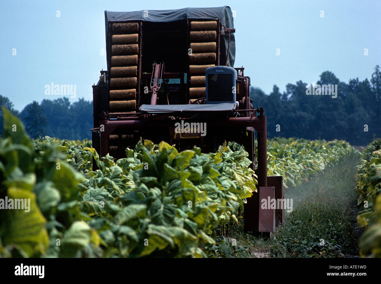 LANDSCAPE OF HARVESTER COLLECTING TOBACCO LEAVES FROM FIELDS ON SOUTHERN PLANTATION GEORGIA USA Stock Photo