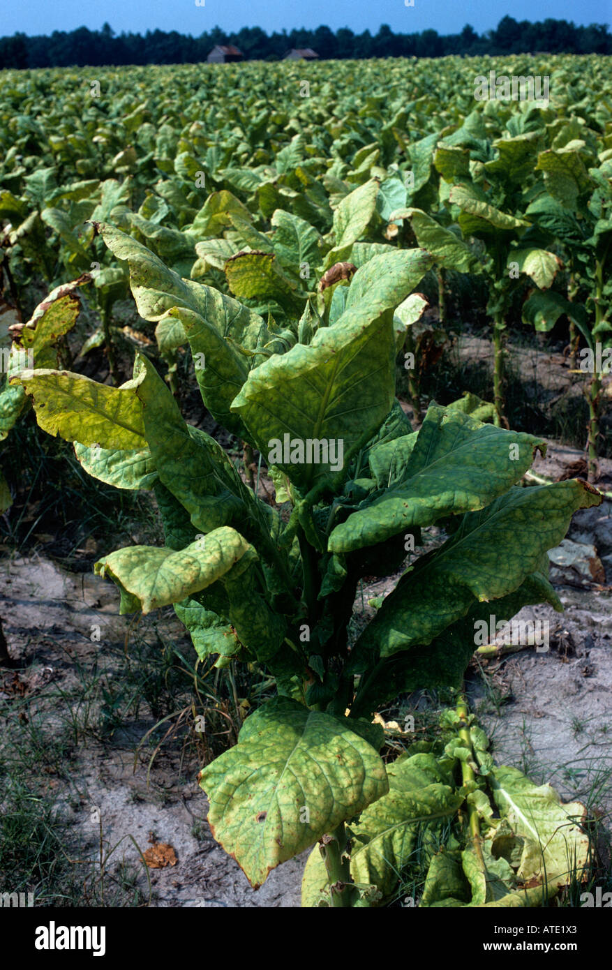 what is tobacco tax Indiana Tobacco Tax Increase Will…