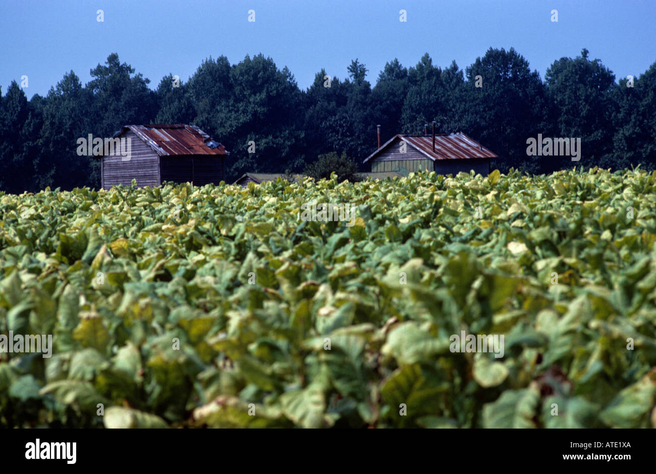 LANDSCAPE OF VIEW ACROSS TOBACCO FIELDS WITH HUTS IN BACKGROUND ON A  SOUTHERN PLANTATION GEORGIA USA Stock Photo