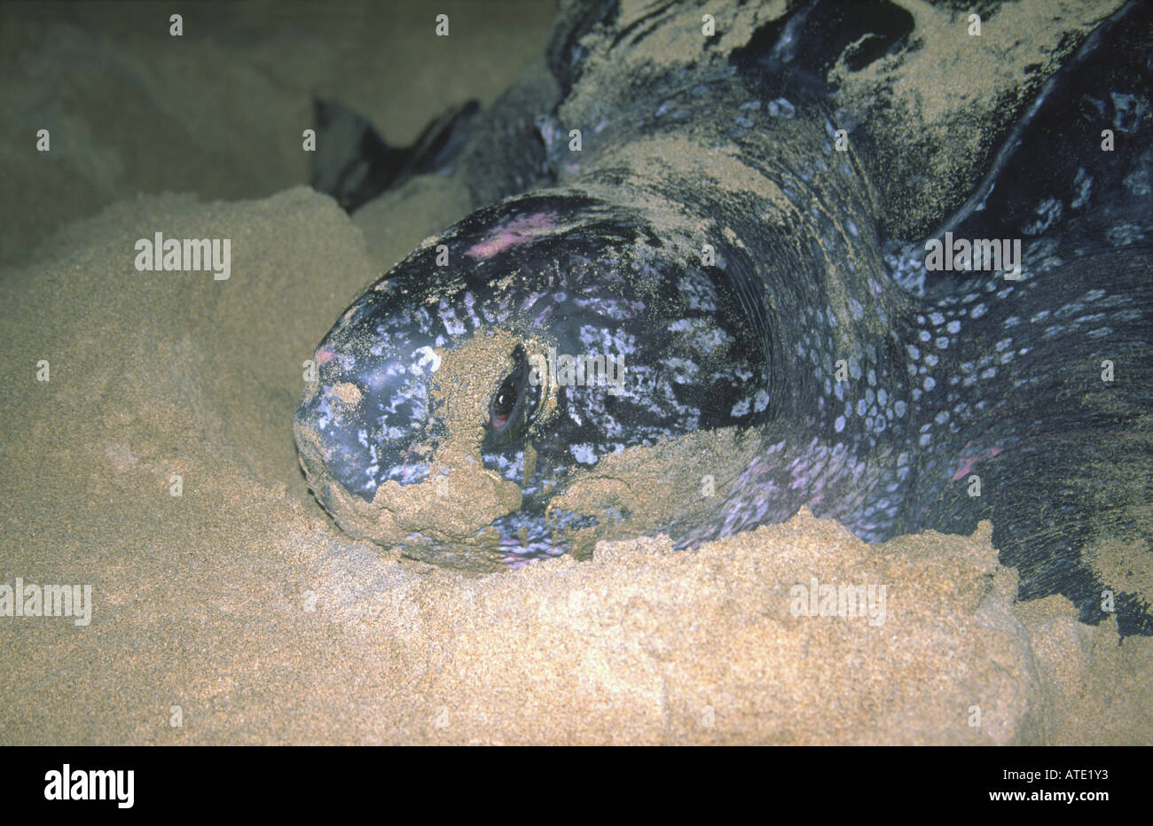 Leatherback Turtle "Dermochelys coriacea" Laying Eggs on Beach ...