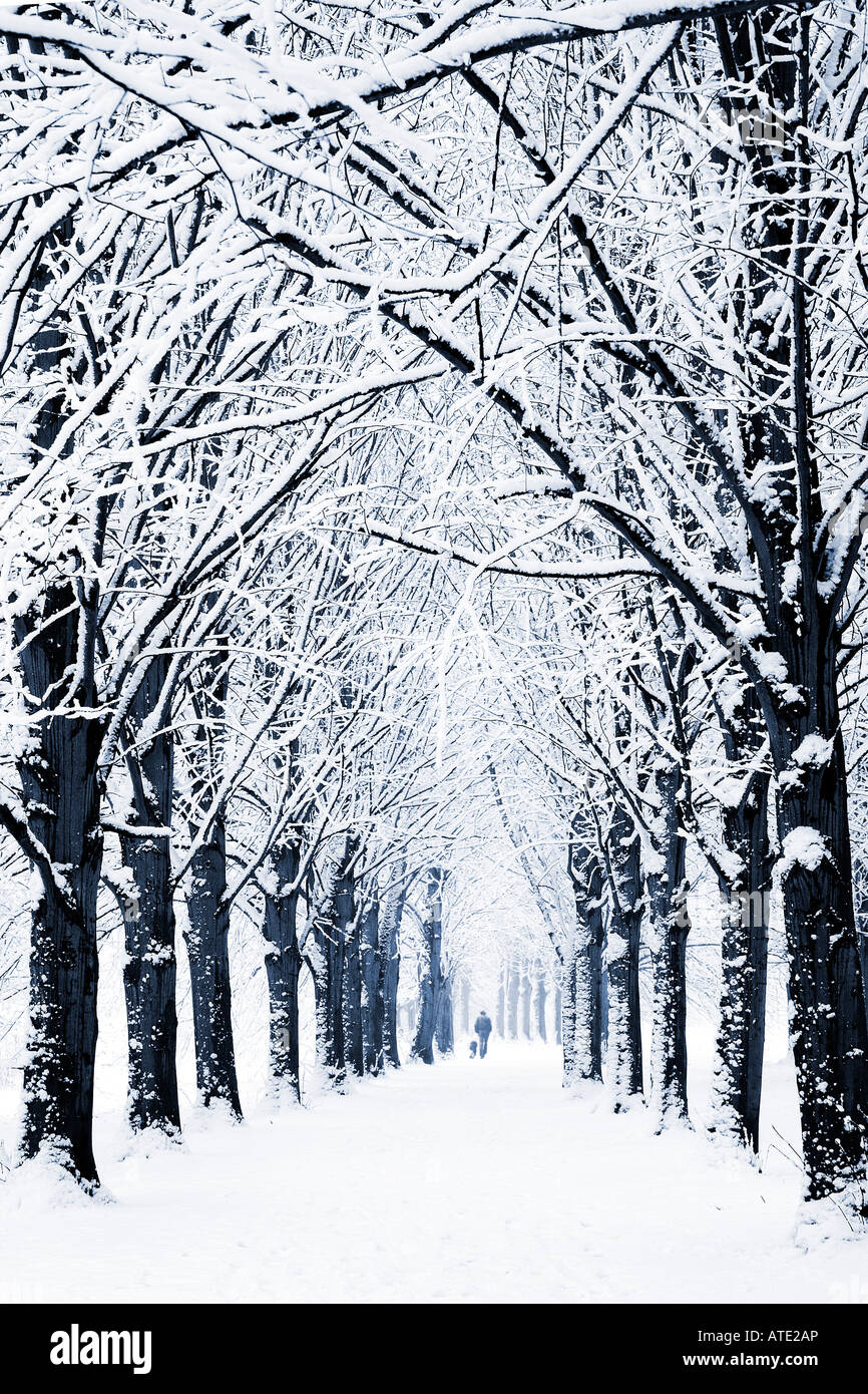 A man walking his dog through an avenue of snowy trees at Coate Water Country Park Stock Photo