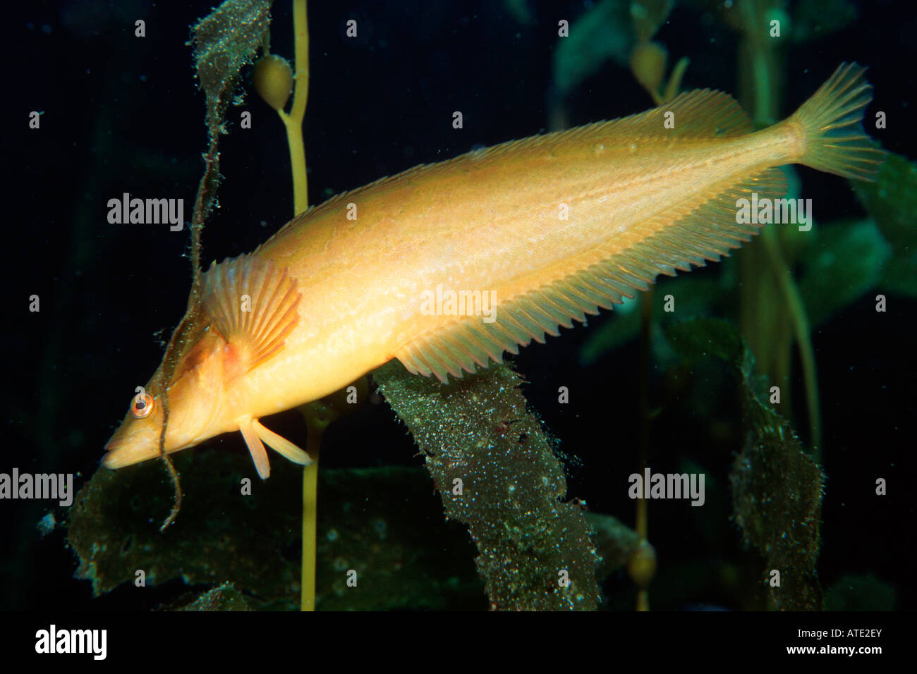 Giant kelpfish Heterostichus rostratus Stock Photo Alamy