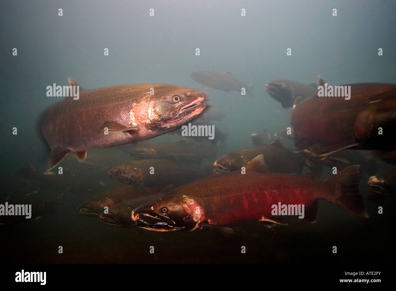 Silver salmon swimming hi-res stock photography and images - Alamy