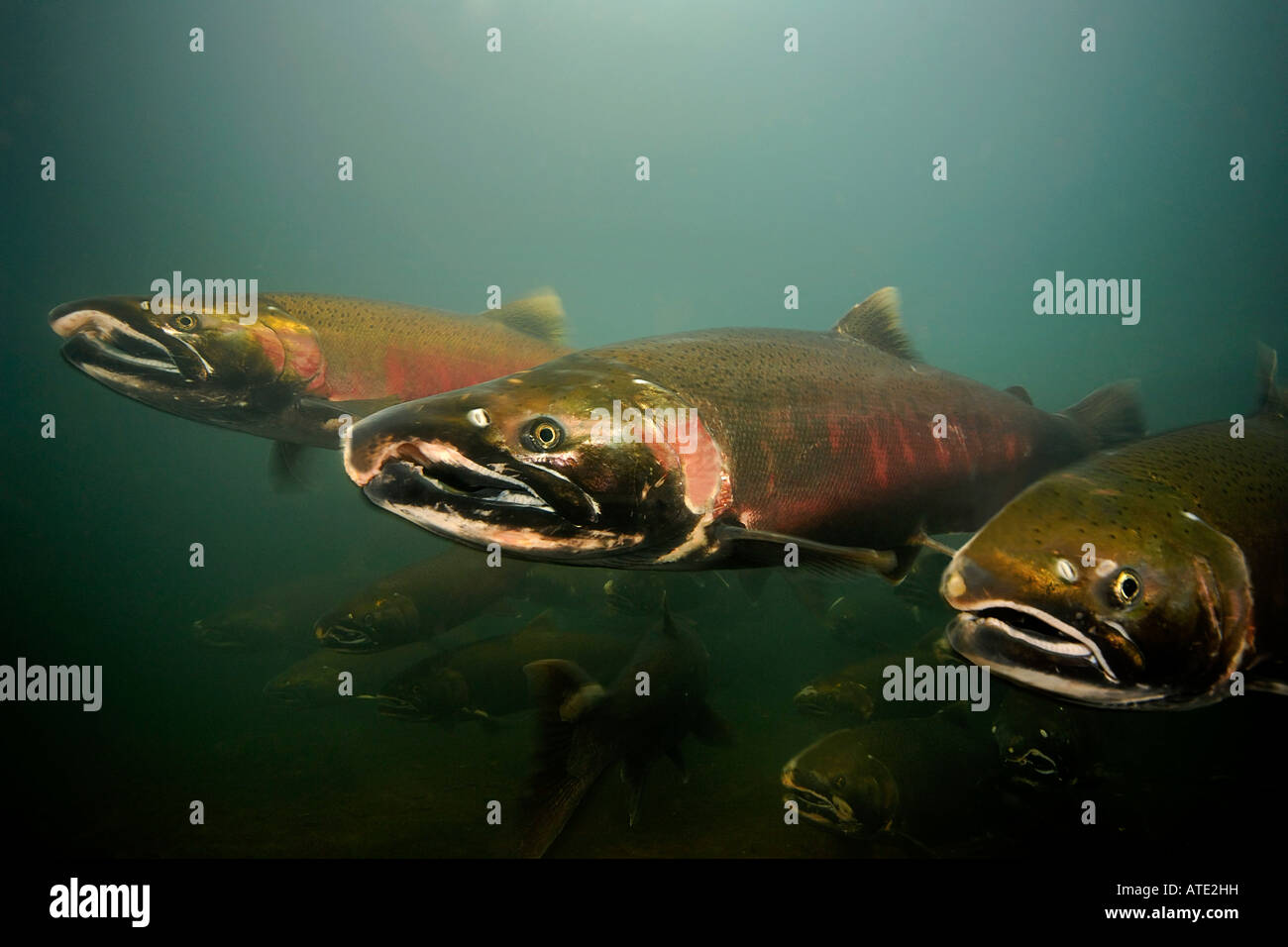 Silver salmon underwater hi-res stock photography and images - Alamy