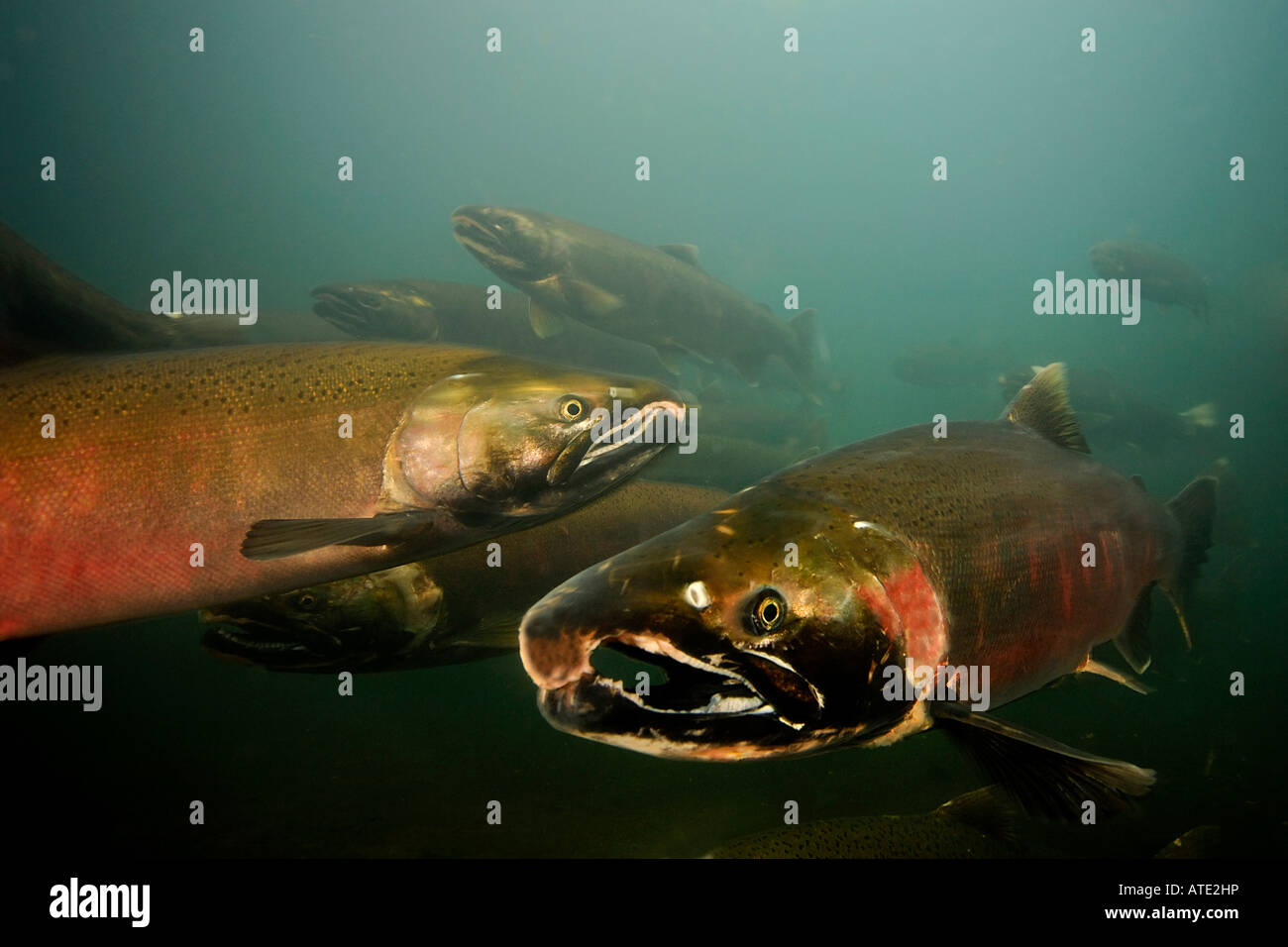 Coho or Silver Salmon Oncorhynchus kisutch Rogue River Oregon Stock Photo Alamy