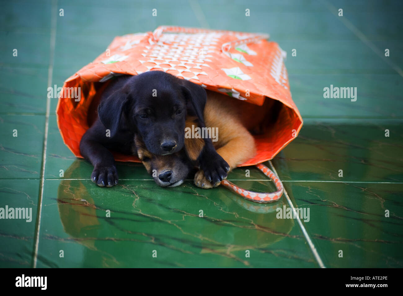 Puppies in a bag Stock Photo Alamy