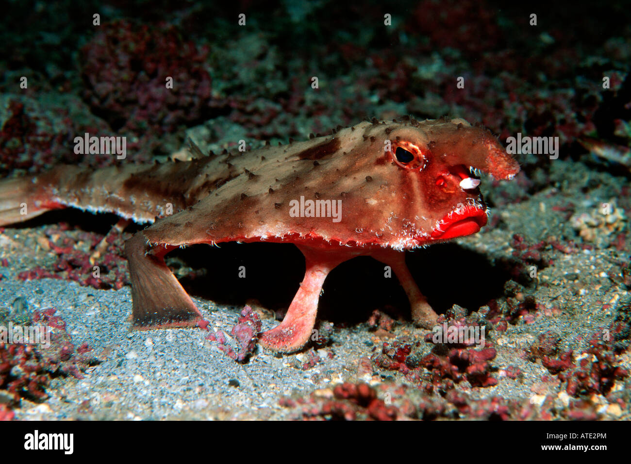 Red Lipped Batfish Hi res Stock Photography And Images Alamy Red Lipped Batfish Hi res Stock Photography And Images Alamy