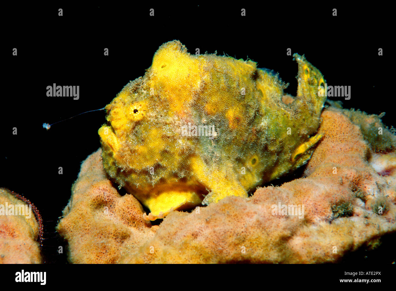 Longlure frogfish Antennarius multiocellatus showing lure Stock Photo