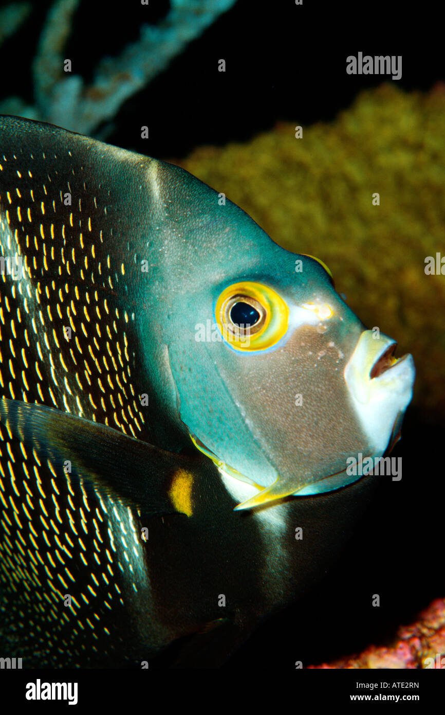 French angelfish Pomacanthus paru Caribbean Atlantic Ocean Stock Photo ...