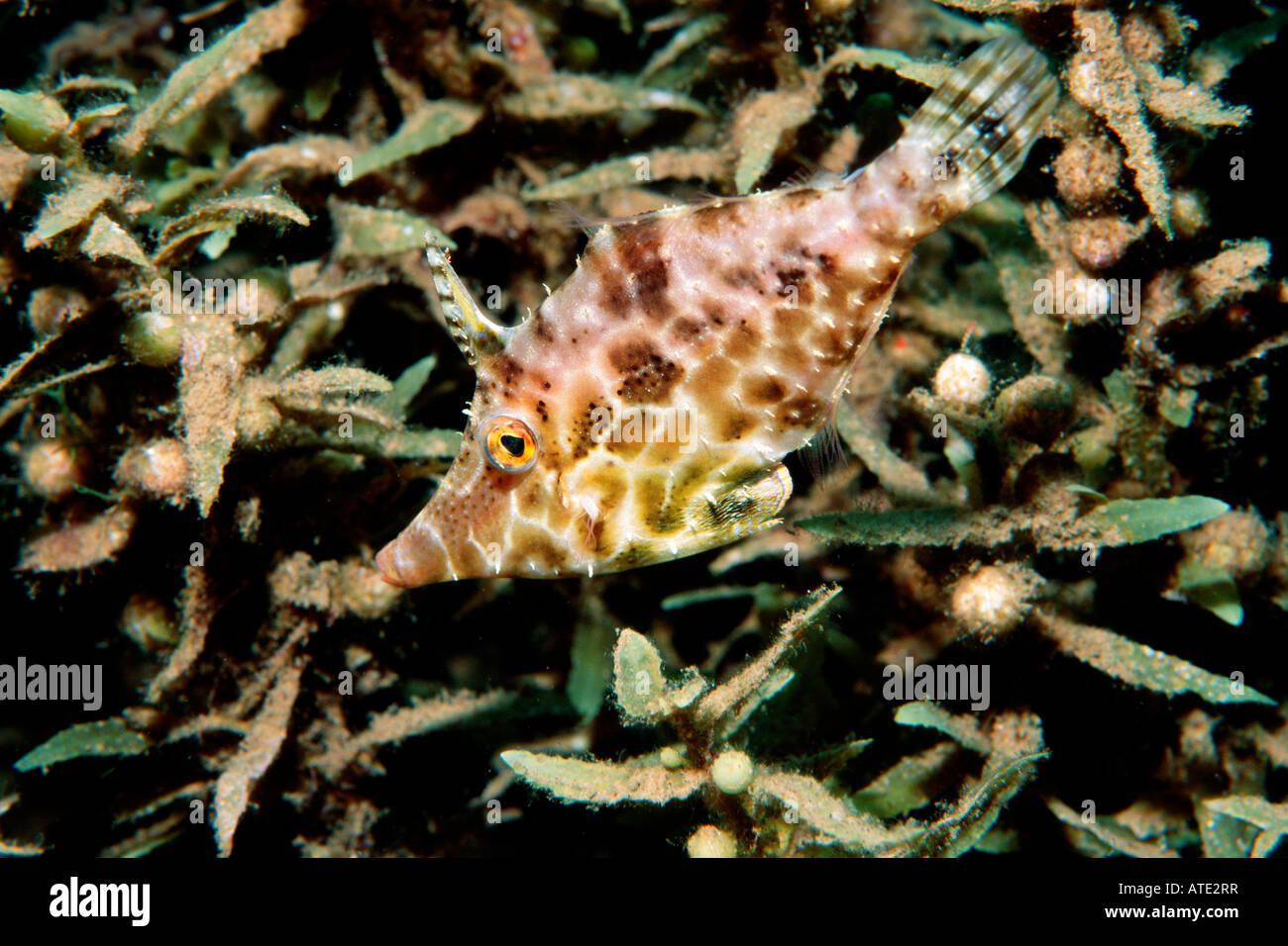 Slender filefish Monacanthus tuckeri Stock Photo