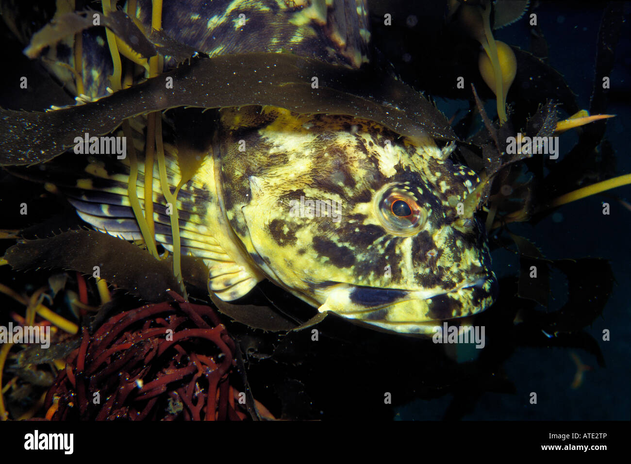 Cabezon Scorpaenichthys marmoratus California Pacific Ocean Stock Photo