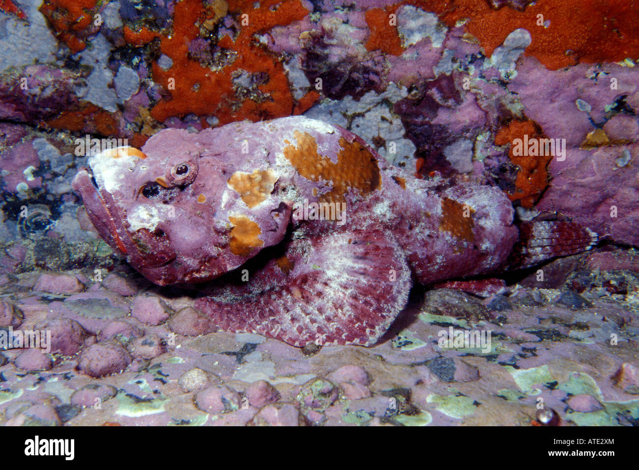 Devil scorpionfish Scorpaenopsis diabolus Stock Photo