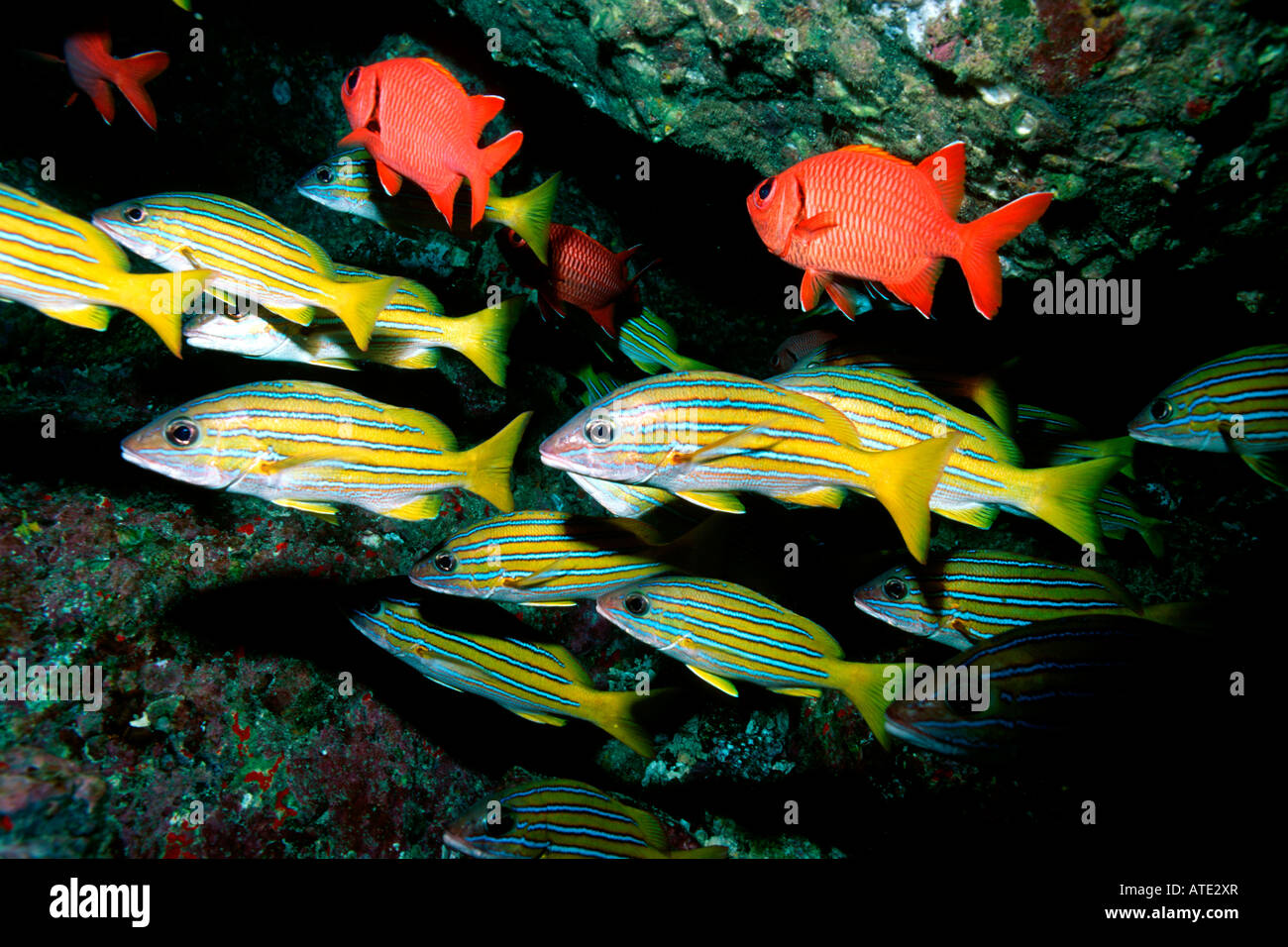 Blue striped snapper Lutjanus viridis Cocos Island Pacific Ocean Stock Photo