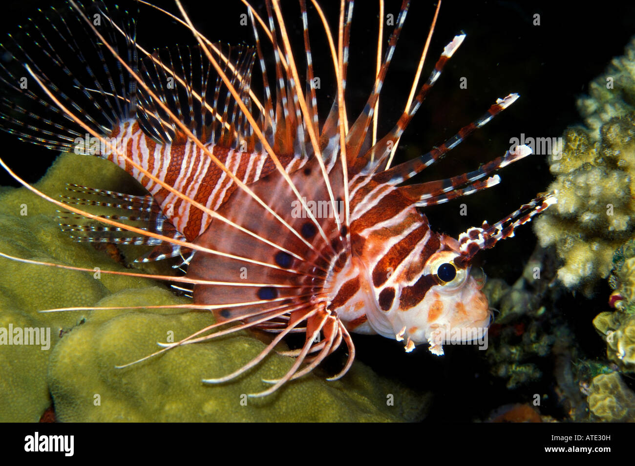 Spotfin lionfish Pterois antennata Stock Photo - Alamy