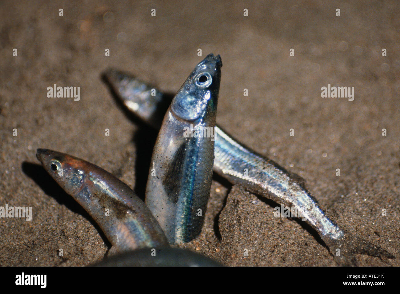 Leuresthes tenuis hi-res stock photography and images - Alamy