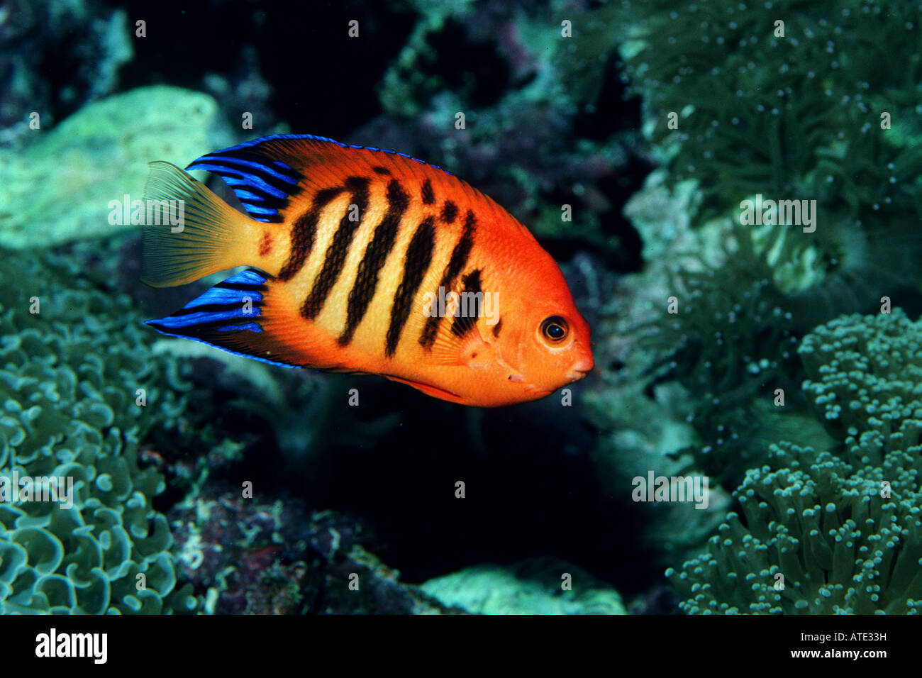 Flame angelfish Centropyge loricula Stock Photo - Alamy