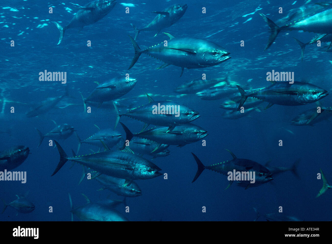 Yellowfin tuna Thunnus albacares Mexico Pacific Ocean Stock Photo