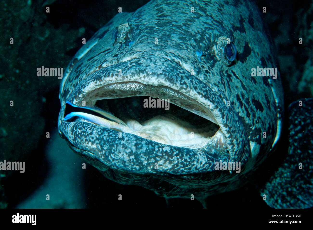 Potao Cod Potato cod Epinephelus tukula Great Barrier reef Australia Stock Photo ...